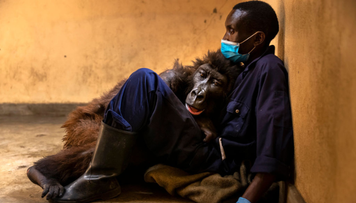 Ndakasi the mountain gorilla with caretaker