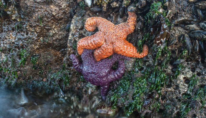 Sea Stars_Canva-700-400 Sea Stars_Canva-700-400