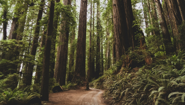 dan-meyers-ylJtKpTYjn4-unsplash-700-400