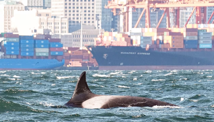 Photo credit: Alex Coles / Howe Sound and Sea to Sky Wildlife Sightings Group.