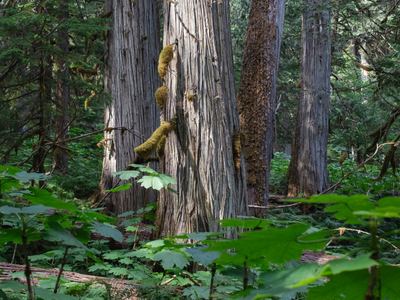 Louis Bockner-The Narhwal-300-400