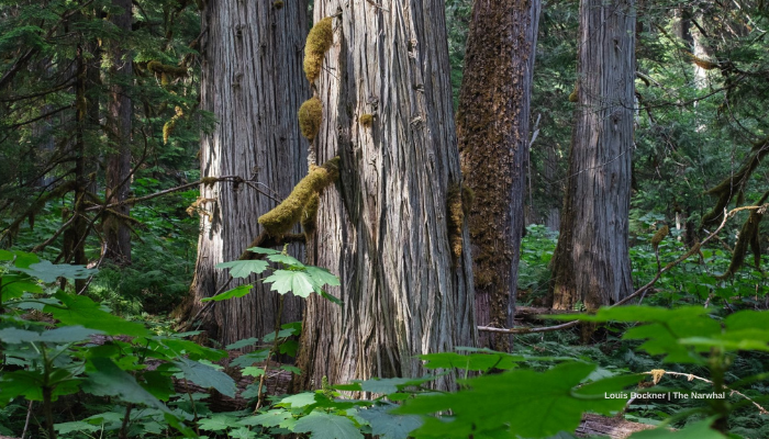 Louis Bockner-The Narhwal-700-400