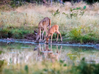 Fawn and mother deer drink water from pond