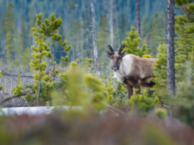 Woodland caribou in forest