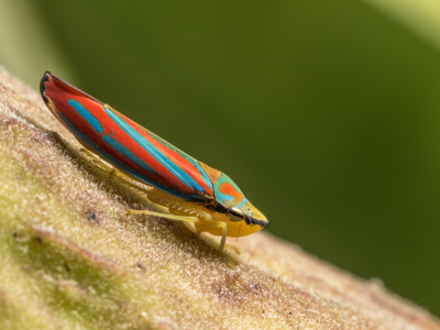 Leafhopper (Graphocephala Coccinea).