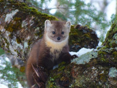 A Newfoundland Pine Marten Martes americana atrata curiously looking around