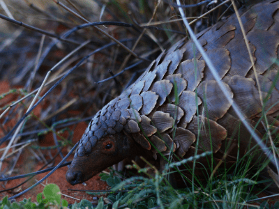 Pangolin with leaves and branches