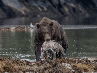 Bear holding salmon near river