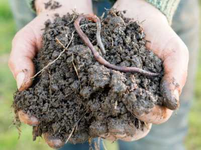 Person holding worm in dirt