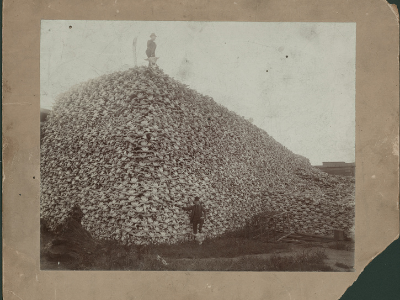 Men standing with pile of buffalo skulls, Michigan Carbon Works, Rougeville Mich., 1892