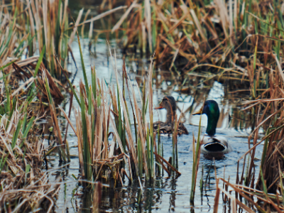 Mallard ducks swimming through marsh
