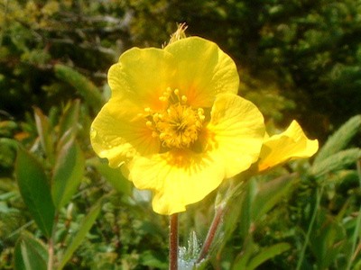 Eastern mountain avens yellow flower