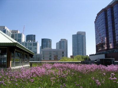 Pink flowers on green roof